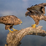 Print-Silver- Charlie Kidd-Buzzard Confrontation