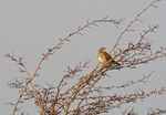 Redwing