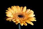 Yellow Gerbera