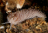 Aeolidia filomenae