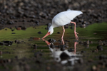 White Ibis probing under rock for food, Costa Rica