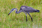 Black-headed Heron portfolio