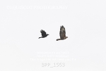 BPP_1563