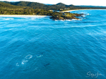 Humpbacks off Hastings Point