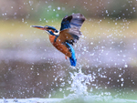 Kingfisher flies vertically from water after unsuccessful dive