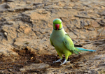 Rose-ringed Parakeet