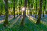 Dereen Woods in County Roscommon in Ireland