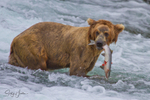 Bear with Fish 3