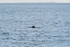 Minke Whale