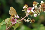 Ringlet