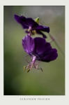 Geranium phaeum
