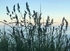 Grasses on the Cliff Top.