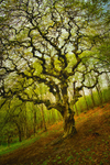 Kitschy Hornbeam, Turia, Bulgaria.