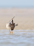 Greater Yellowlegs portfolio