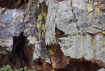 Griffon Vulture