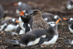 Gentoo Penguin warns Brown Skua, Sea Lion Island, Falklands