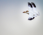 Synchronized Flight