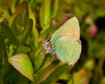 Green Hairstreak (02)