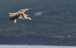 Puffin cendré