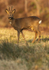 roe deer 2
