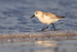 Sanderling running in the sea, Fort De Soto, Florida