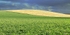 field pattern