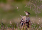 Meadow Pipit
