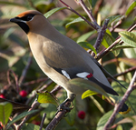 WAXWINGS (ww 05)
