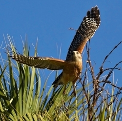 Birds 087