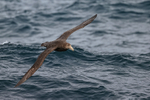 Southern Giant Petrel in flight at sea, Falklands