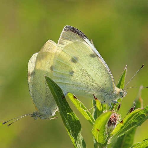 A mating pair of Cabbage White butterflies.