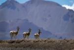 Tibetan Gazelles (procapra picticaudata), Tibet