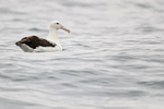 Royal Albatross resting at sea, Chile