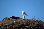 White Stork