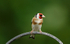 Goldfinch
