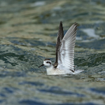 Red-necked Phalarope wing stretch, Farmoor