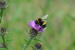 White-tailed Bumblebee