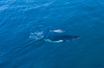 Humpback Baby 1