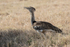 Kori Bustard