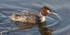 Great Crested Grebe
