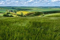 Barley Field.