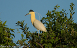Capped heron