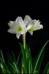 Hippeastrum 'White Garden'
