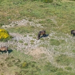 Dartmoor