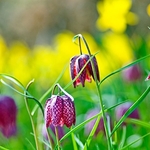 Fritillary