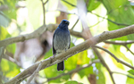 Pale Chinned Flycatcher