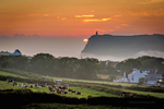 Cattle at Sunset