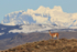 Guanaco standing still on ridge, Torres del Paine, Chile