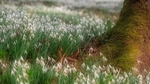 Spring 5 Snowdrops F6753