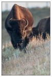 Wildlife Portfolio - 10